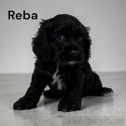 puppy, for, sale, Cocker Spaniel, Joe & Cherri  Overlease, dog, breeder, Miller, MO, dog-breeder, puppy-for-sale, forsale, nearby, find, puppyfind, locator, puppylocator, aca